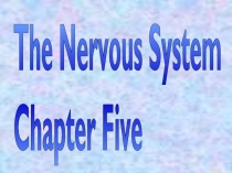 The Nervous System