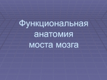 Мост мозга 