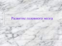 Развитие головного мозга 