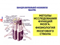 Ствол мозга 