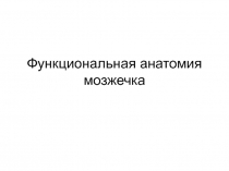 Функциональная анатомия мозжечка 