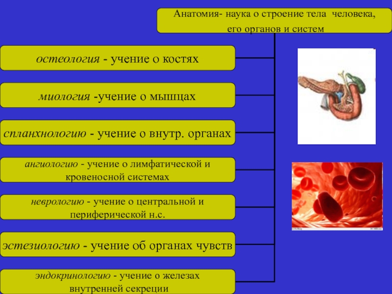 Презентация по анатомии