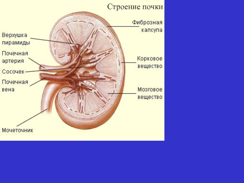 Рисунок почечной капсулы