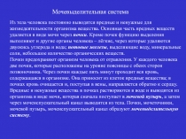 Мочевыделительная система