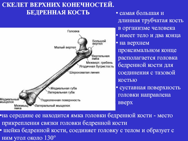 Тело длинной трубчатой кости. Длинная трубчатая кость. Длинные трубчатые кости конечностей. Самая большая кость в организме. Самая длинная трубчатая кость скелета — это:.