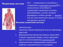Мускулатура