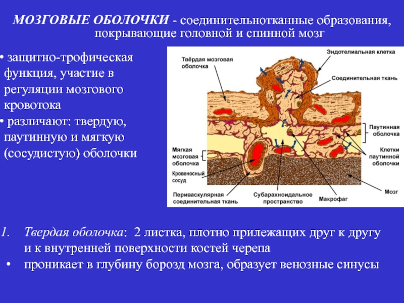 Роль оболочки. Мягкая оболочка головного мозга функции. Мягкая сосудистая оболочка. Сосудистая оболочка мозга. Паутинная оболочка мозга функции.