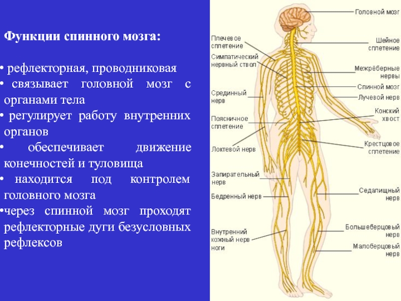 Спинной мозг и головной мозг презентация