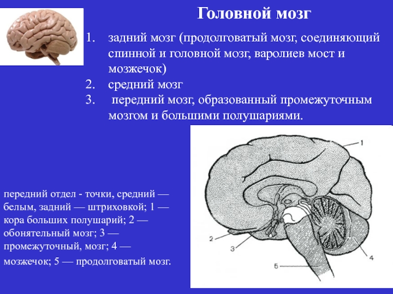 Каким веществом образован передний мозг
