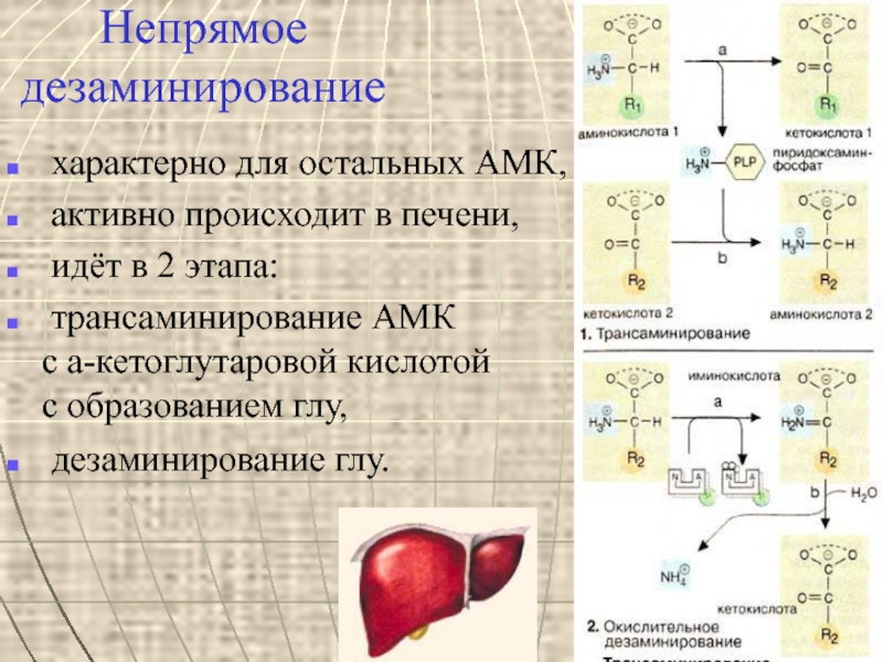 При гидролитическом дезаминировании альфа аминокислот образуется