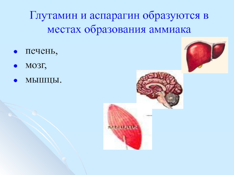 Печень мозг. Печень место образование. Глутамин и аспарагин.