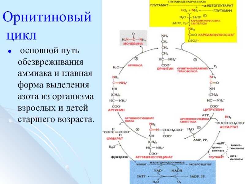 Схема выделения аммиака с мочой