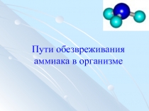 Пути обезвреживания аммиака в организме