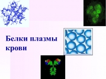 Белки плазмы крови