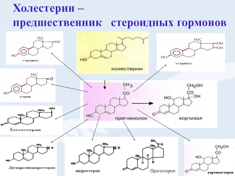 Схема стероидных гормонов