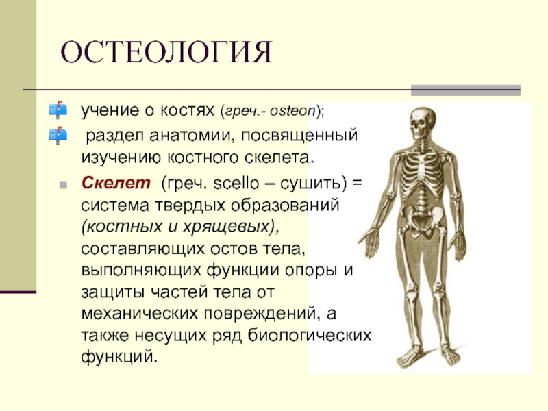 Презентация костная система человека