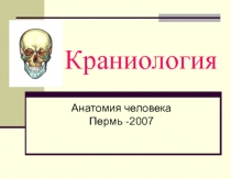 Краниология Анатомия человека 