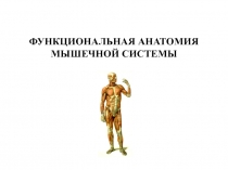 ФУНКЦИОНАЛЬНАЯ АНАТОМИЯ МЫШЕЧНОЙ СИСТЕМЫ