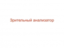 Зрительный анализатор