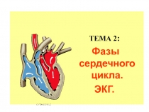 Фазы сердечного цикла. ЭКГ