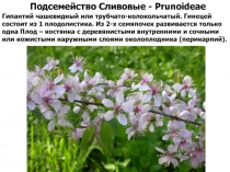 Подсистема сливовые