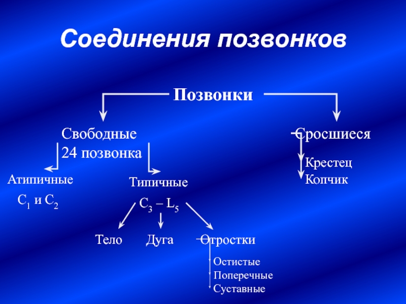 Анатомия соединения