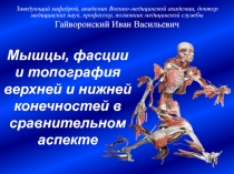Мышцы верхней и нижней конечностей в сравнительном аспекте конечностей