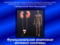 Функциональная анатомия мочевой системы