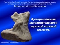 Функциональная анатомия  органов мужской половой системы