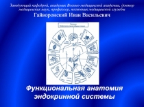 Функциональная анатомия желез внутренней секреции 
