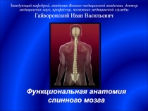 Функциональная анатомия спинного мозга 