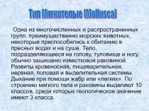 Тип мягкотелые 
