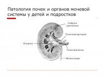 Патология почек и органов мочевой системы у детей и подростков
