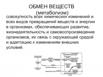 ОБМЕН ВЕЩЕСТВ (метаболизм) 