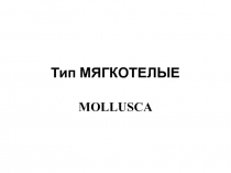 Тип МЯГКОТЕЛЫЕ MOLLUSCA