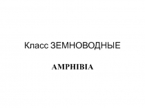 Класс ЗЕМНОВОДНЫЕ AMPHIBIA