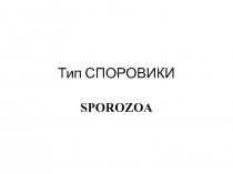 Тип СПОРОВИКИ SPOROZOA