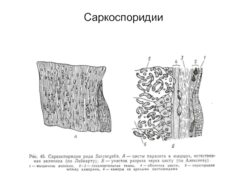 Какой цифрой на рисунке обозначена циста коровы