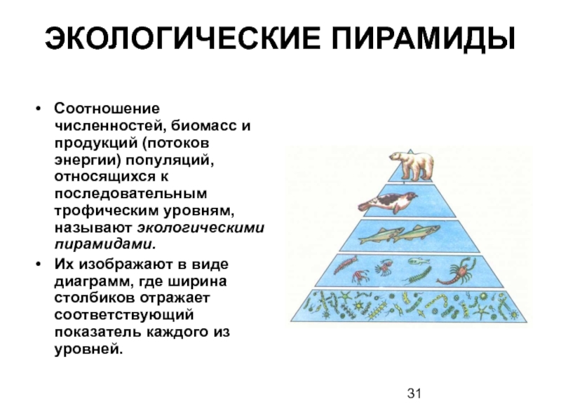 Трофические уровни экологической пирамиды