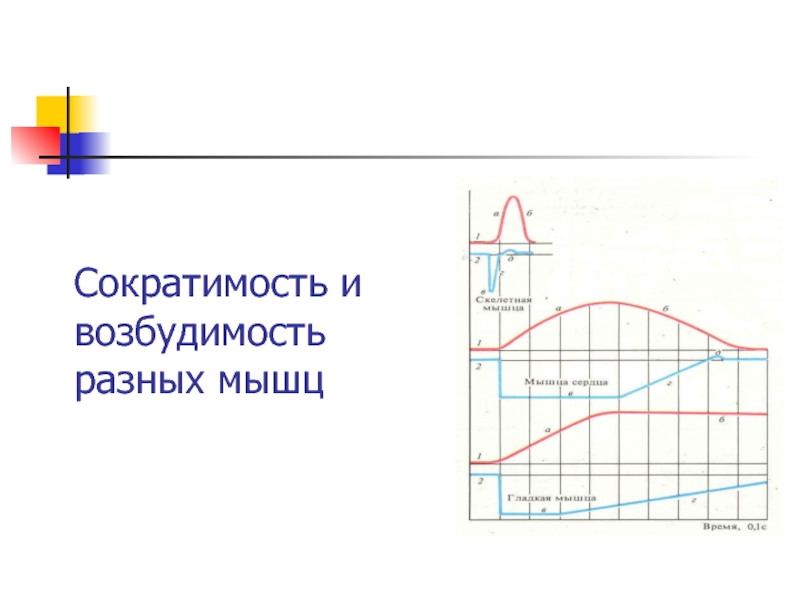 Сократимость это