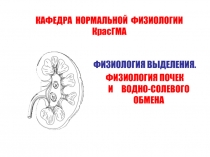 Почки. Водно-солевой гомеостаз 