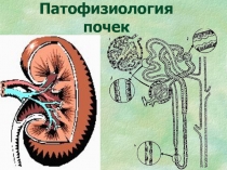 Патофизиология почек
