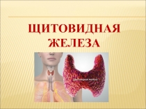 Щитовидная  железа 