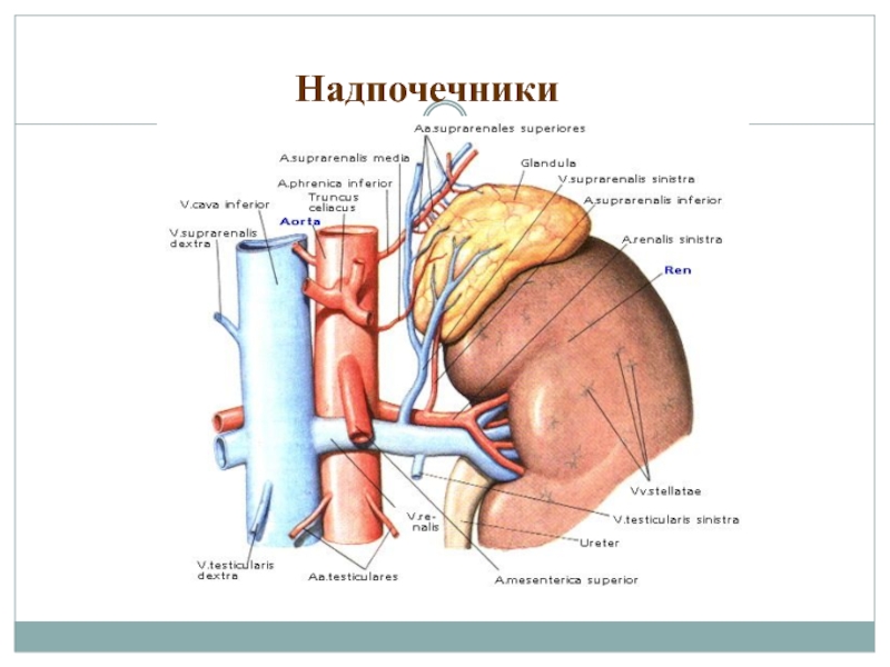 Надпочечники подросток