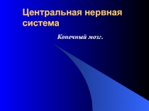 Конечный мозг 3.ppt
