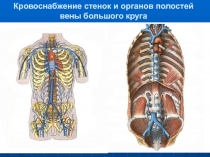 Кровоснабжение стенок и органов полостей 