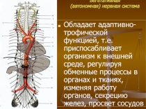 Вегетативная (автономная) нервная система 