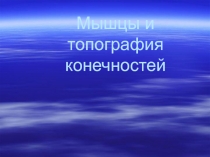 Мышцы и топография конечностей 