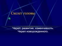 Скелет головы 