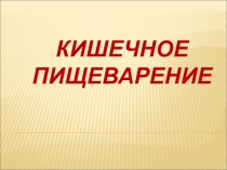 Кишечное пищеварение 